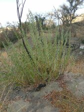 Salix lasiolepis Fire recovery